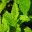 Mentha cordifolia, common mint