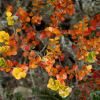 Brightly coloured new foliage of Nothofagus cunninghamii - Tasmanian Beech photo by Keres H