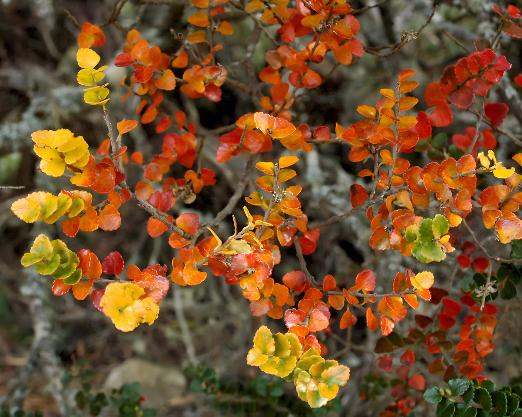 Brightly coloured new foliage of Nothofagus cunninghamii - Tasmanian Beech photo by Keres H