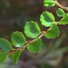 Nothofagus cunningamii - Tasmanian Beech leaves