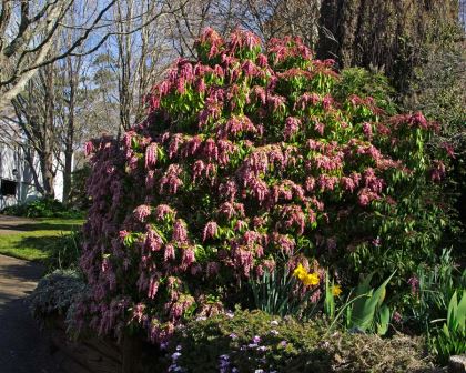 Pieris japonica Shojo - Mount Tomah Botanic Gardens
