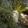 Pinus parviflora cone