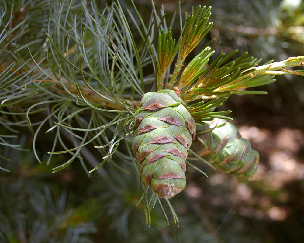 Pinus parviflora cone