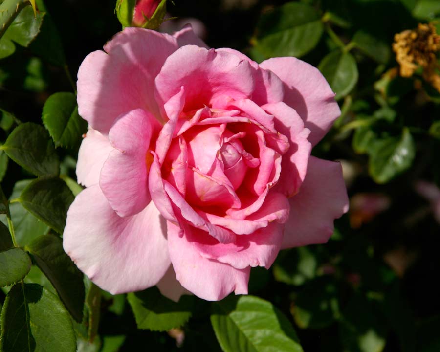 GardensOnline: Rosa David Austin - Modern hybrid