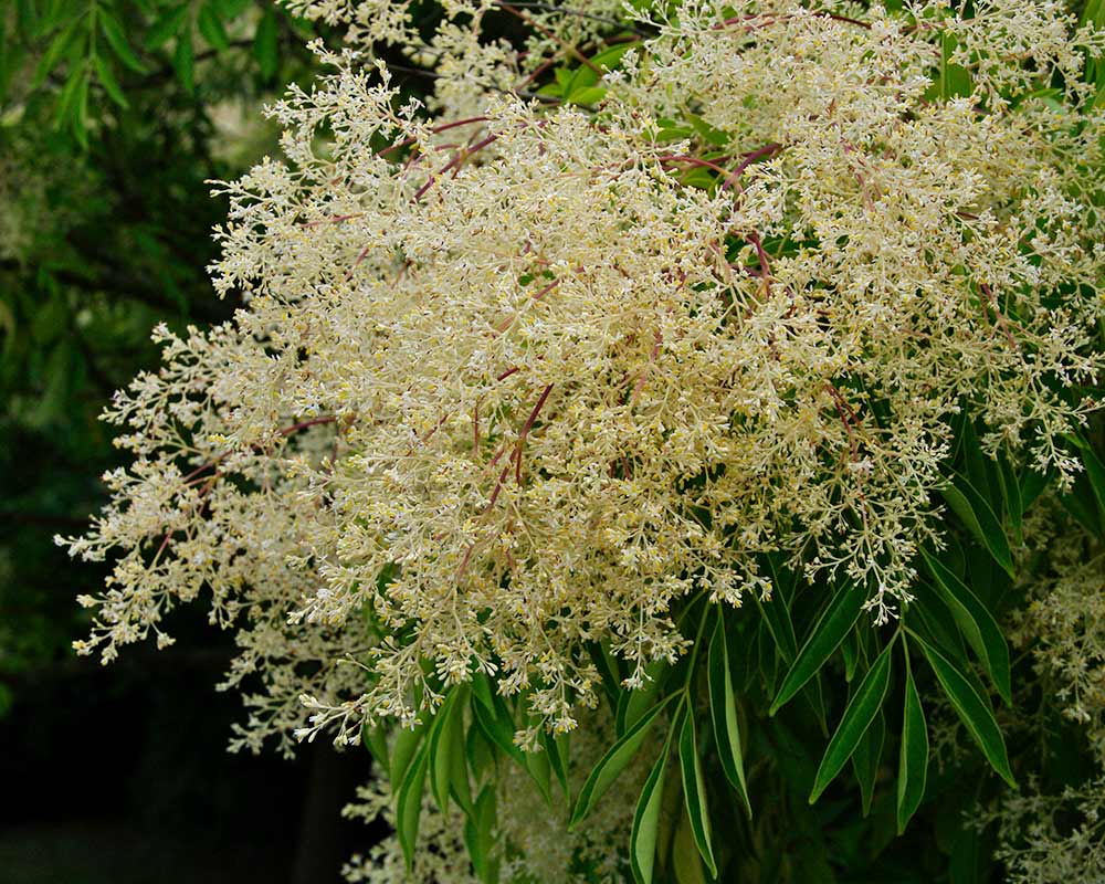 Fraxinus ornus