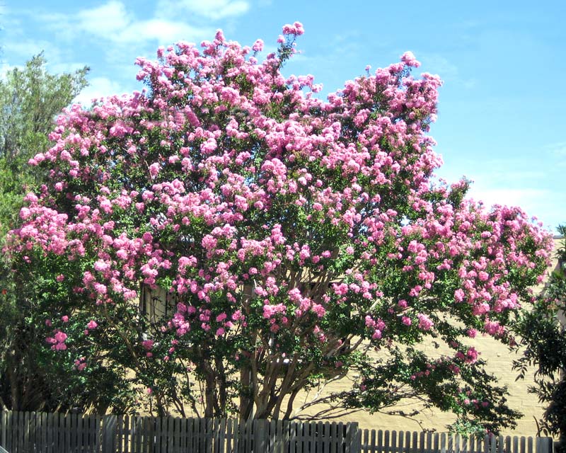 gardensonline: lagerstroemia indica x fauriei biloxi