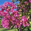 Lagerstroemia Lipan - lavender pink coloured Crepe Myrtle.