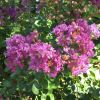 Lagerstroemia x Lipan