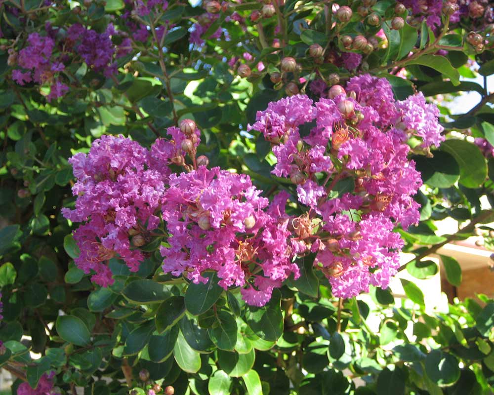 Lagerstroemia x Lipan