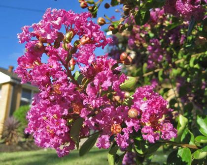 Lagerstroemia Lipan - lavender pink coloured Crepe Myrtle.