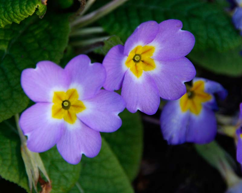 Primula vulgaris, subspecies Sibthorpii