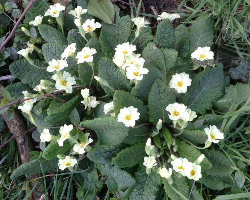 Primula vulgaris, English primula