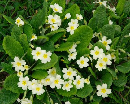 Primula vulgaris