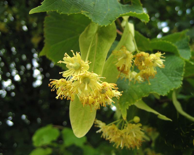 Tilia x europaea in spring bloom