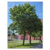 Tilia x europaea - the Linden Tree