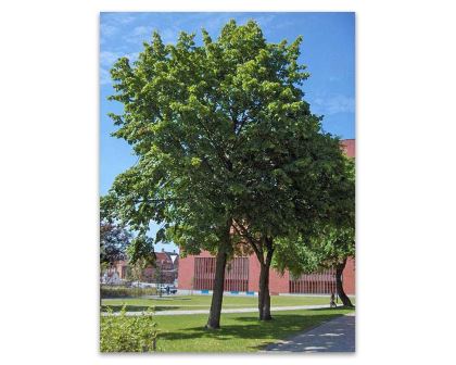 Tilia x europaea - the Linden Tree