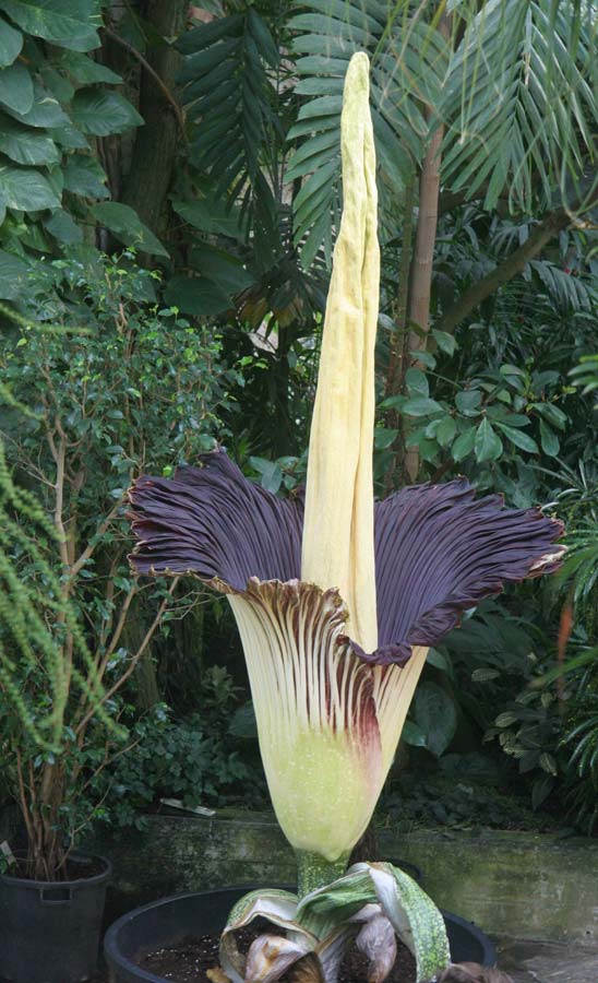 Amorphophallus titanum | GardensOnline