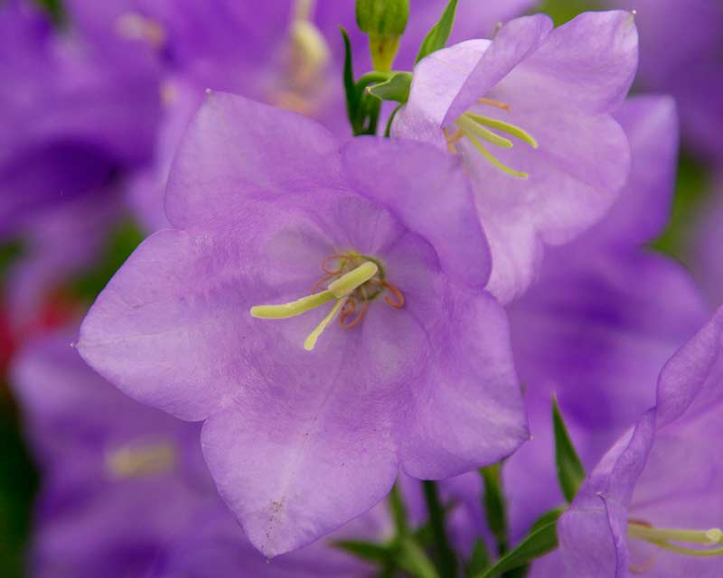 Campanula Persicifolia And Cultivars Gardensonline