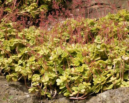 Crassula multicava - photo Frank Vincentz