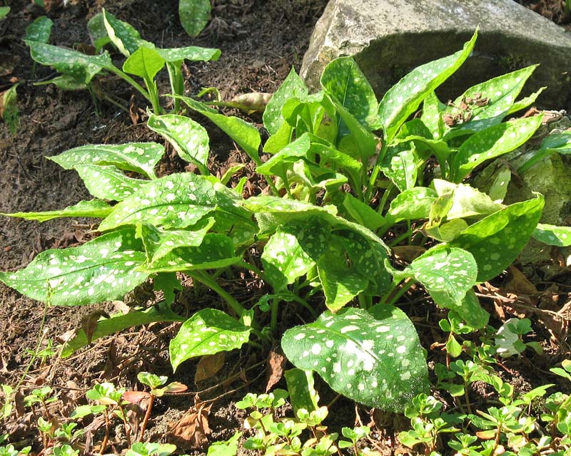 Pulmonaria saccharata