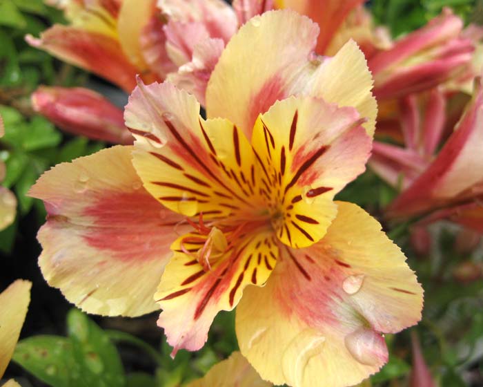 GardensOnline: Alstroemeria staprisara