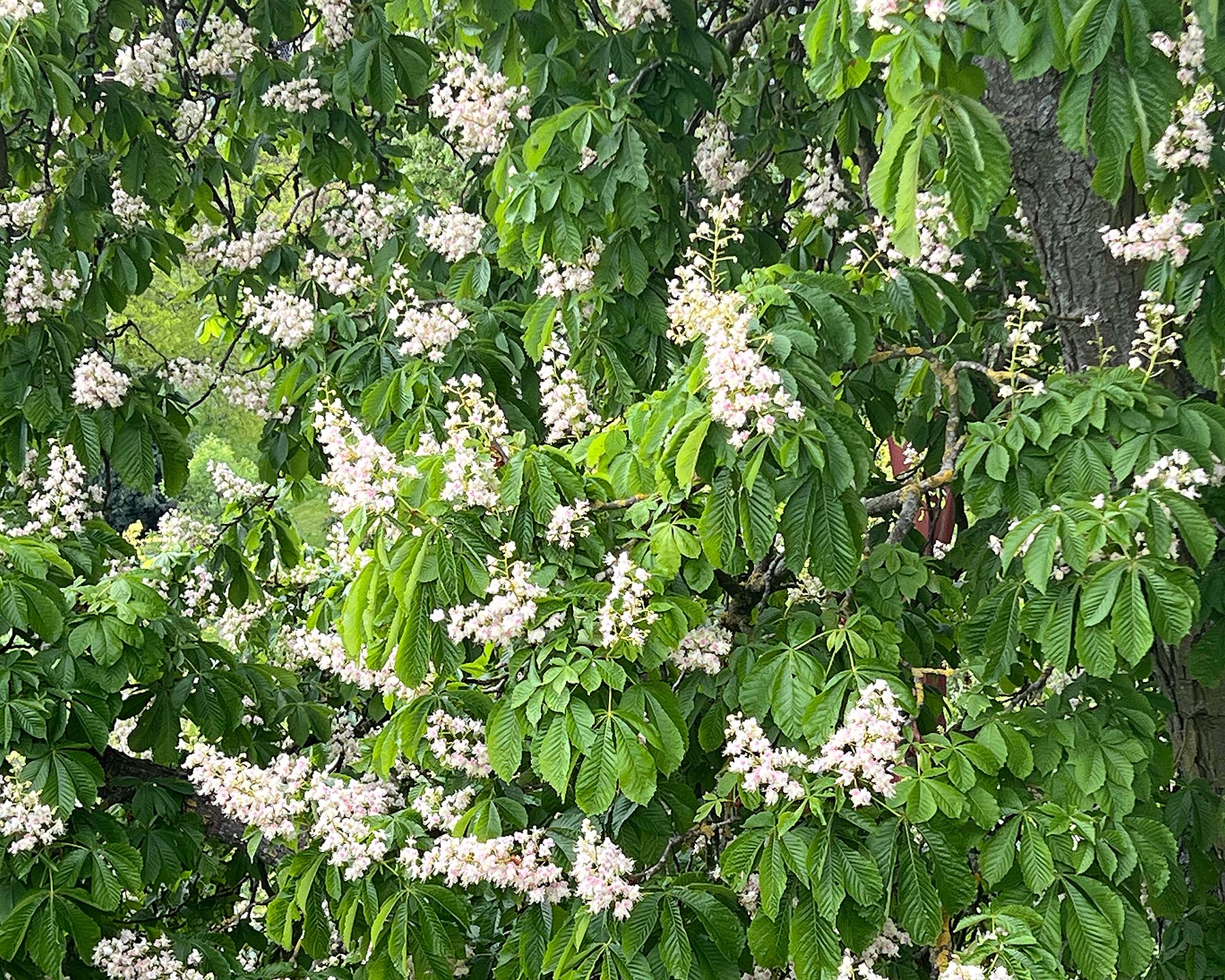 spring flowers - Aesculus hippocastanum