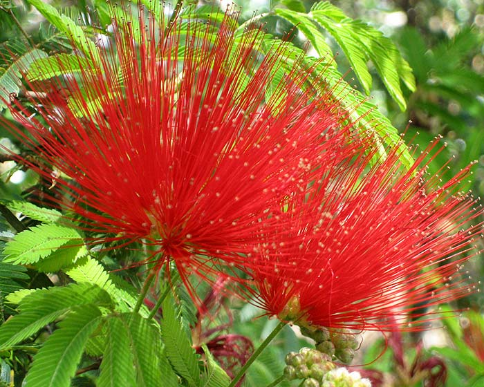 Calliandra tweedii GardensOnline