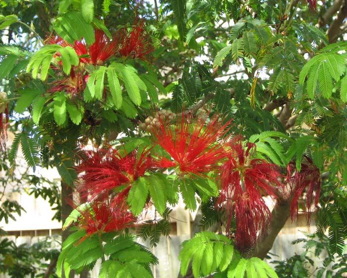 calliandra tweedii gardensonline