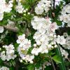 Hawthorn, very pretty in bloom but watch out for the thorns