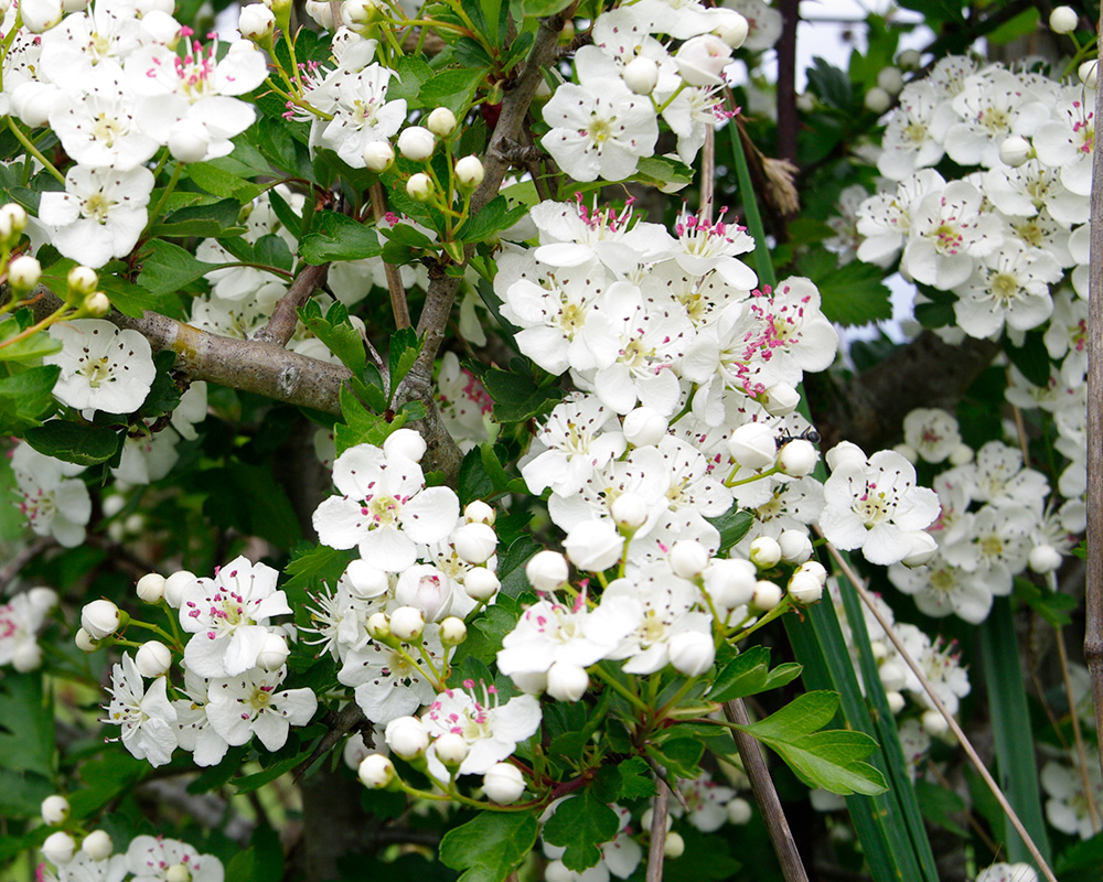 Hawthorn, very pretty in bloom but watch out for the thorns