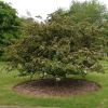 Crataegus monogyna Horrida - grown as a small tree