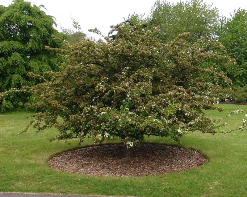 Crataegus monogyna Horrida - grown as a small tree