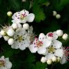 Crataegus monogyna, Common Hawthorn