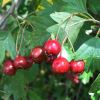 Crataegus monogyna berries, the Common Hawthorn