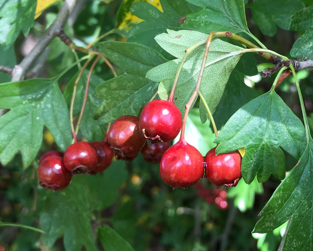 Crataegus monogyna berries, the Common Hawthorn