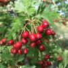 Crataegus monogyna berries, the Common Hawthorn