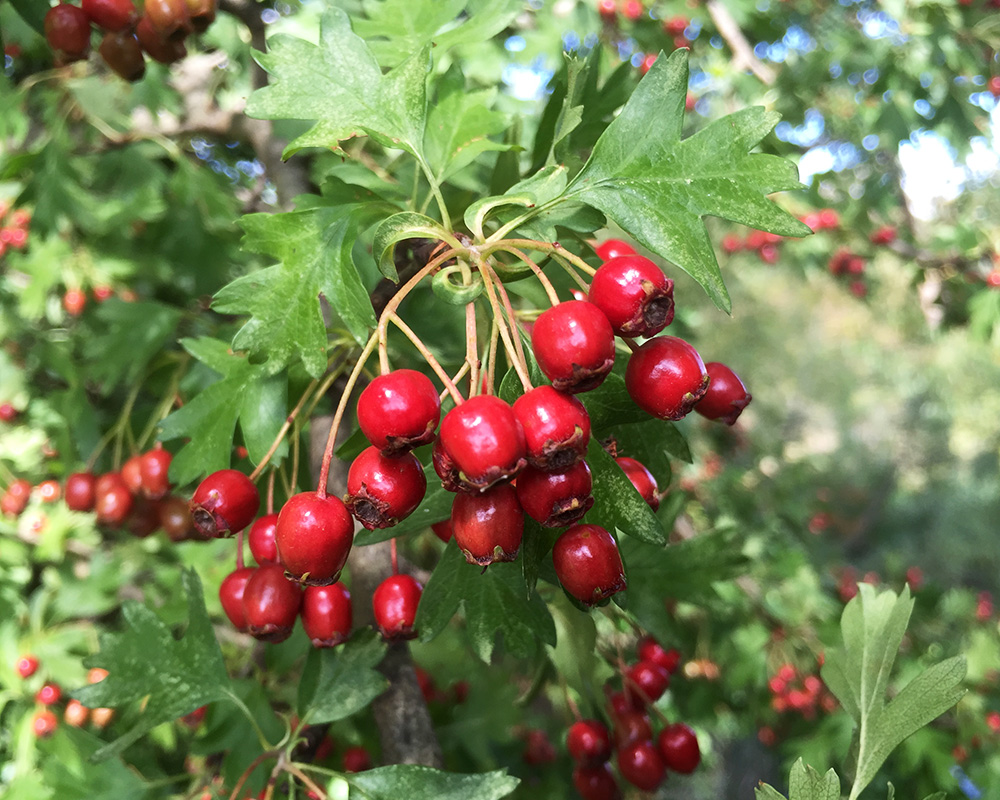 Crataegus monogyna berries, the Common Hawthorn