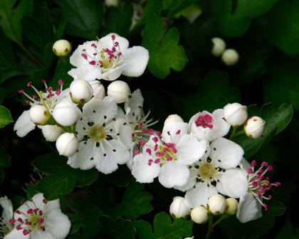 Crataegus monogyna, Common Hawthorn