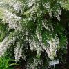 Erica canuliculata - Christmas Heath