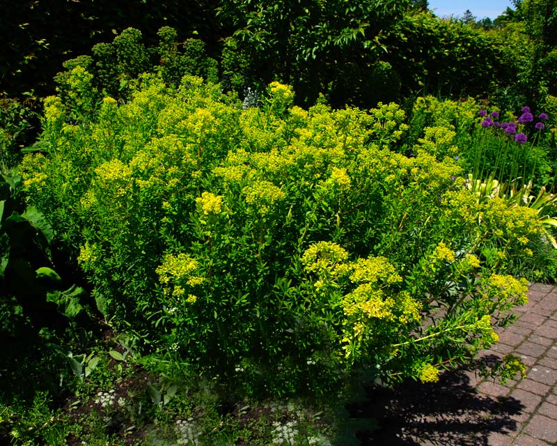 Euphorbia palustris | GardensOnline