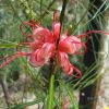 Grevillea 'Elegance'