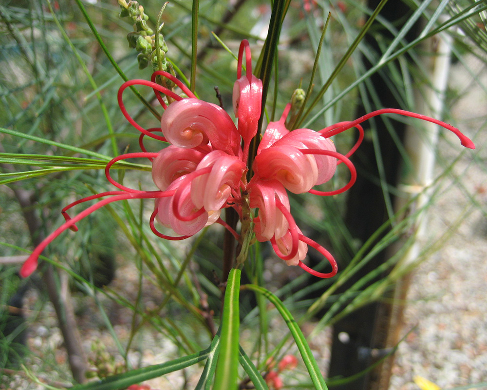 Grevillea 'Elegance'