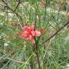 Grevillea 'Elegance'