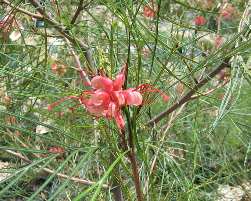 Grevillea 'Elegance'