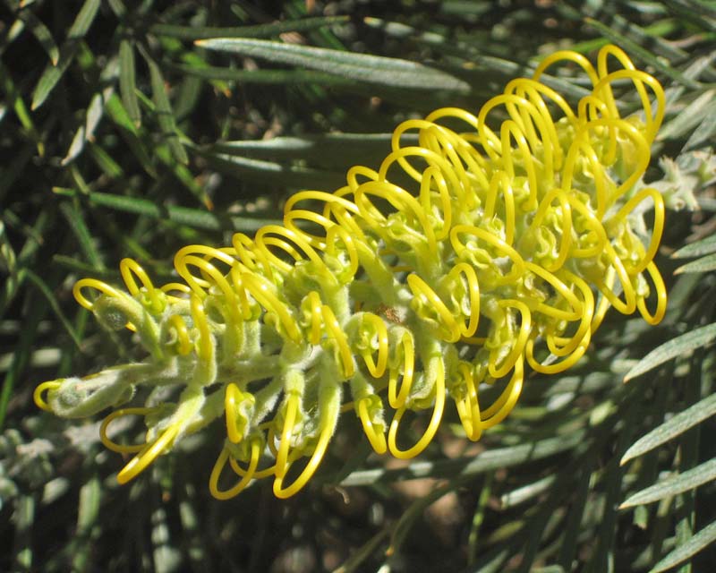 GardensOnline: Grevillea x Sandra Gordon