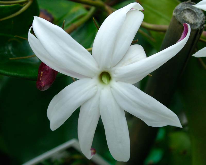 GardensOnline: Jasminum nitidum