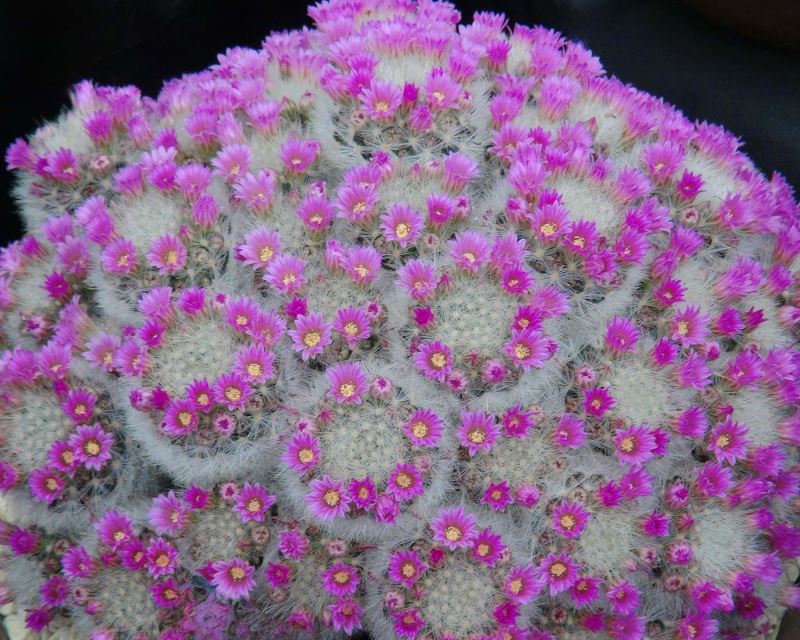 Mammillaria lauii subsp. Dasyacantha