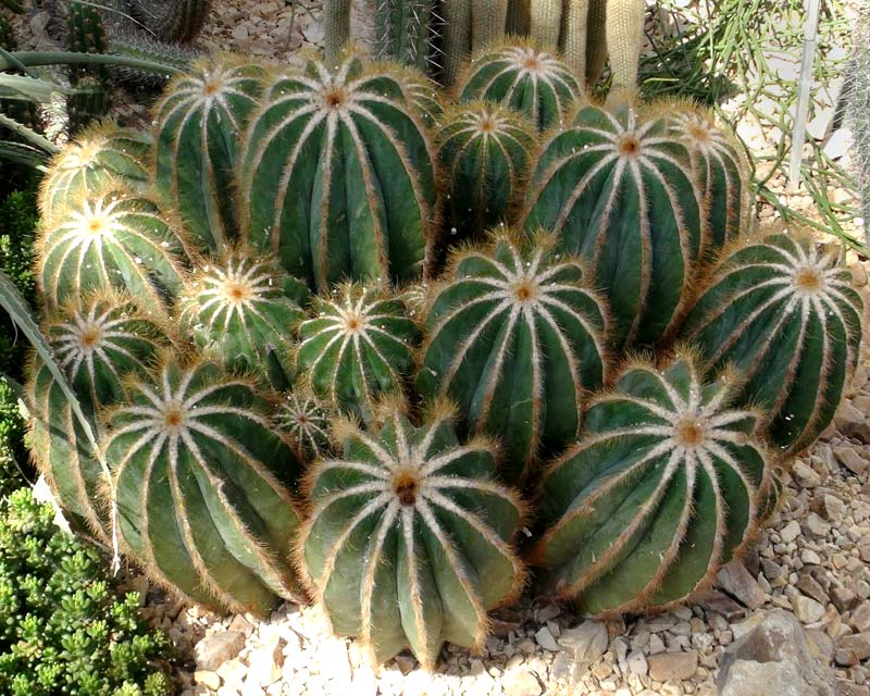 Parodia magnifica | GardensOnline