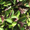 Plectranthus Ciliatus