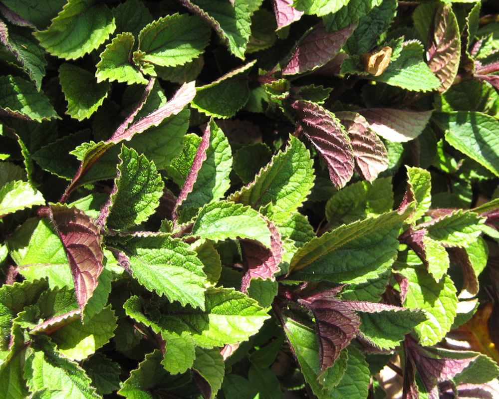 Plectranthus Ciliatus